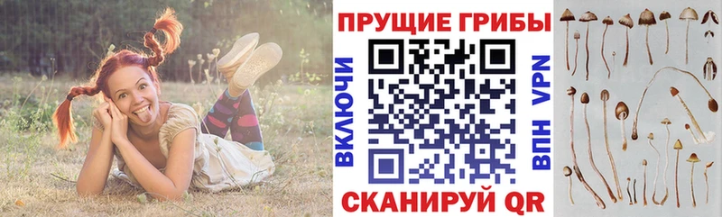 Галлюциногенные грибы Magic Shrooms  где купить   Навашино 